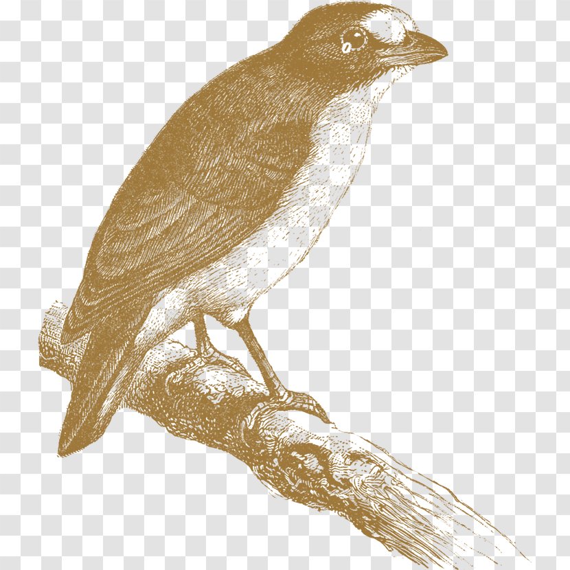 Bird - Bulbul - Songbird Transparent PNG