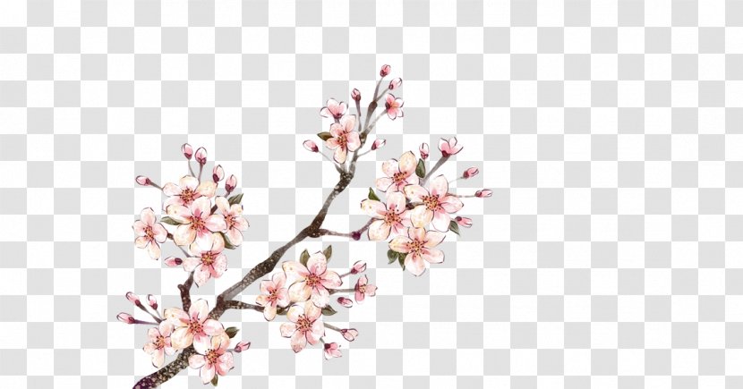 Momo No Hanabira Watercolor Painting - Tree - Plum Flower Transparent PNG