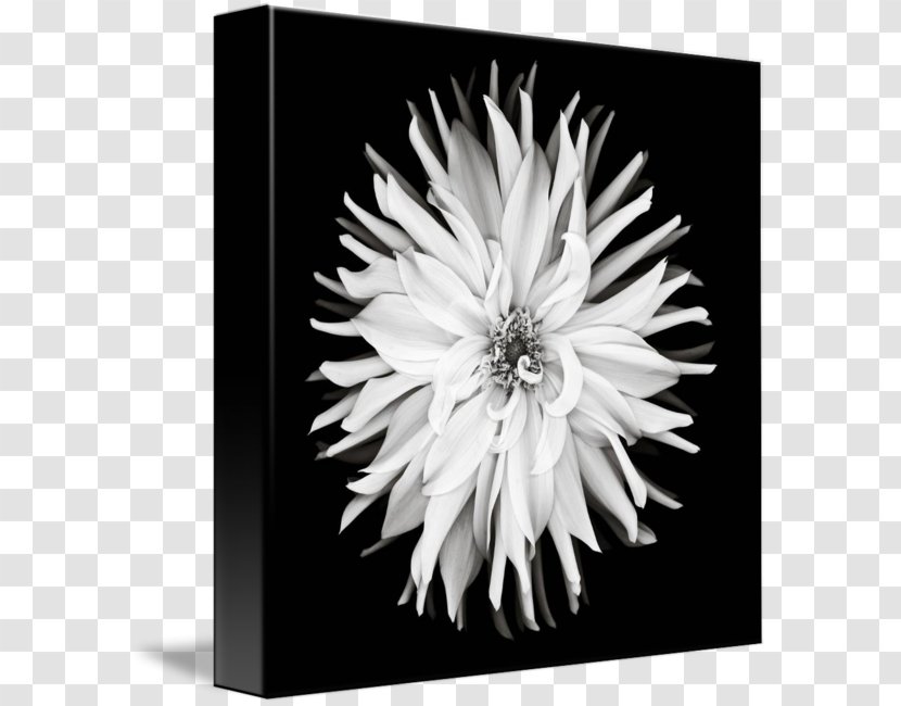 Black And White Monochrome Photography - Flower Transparent PNG