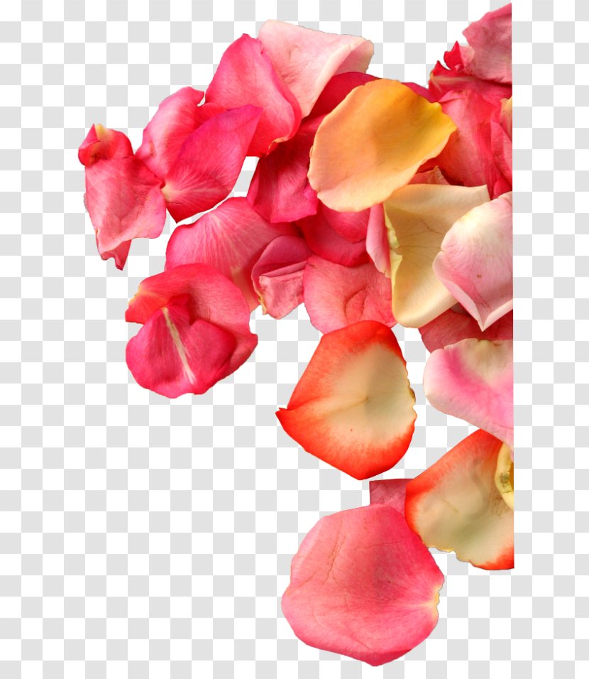 Designer Heart Pink - Garden Roses - Beach Rose Transparent PNG