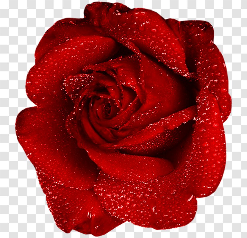 Garden Roses Red Clip Art - Rose Order Transparent PNG