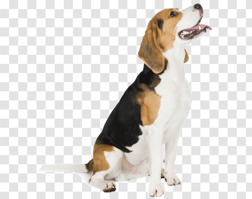 Harrier English Foxhound Beagle American Grand Anglo-Français Tricolore - Treeing Walker Coonhound - Forney Transparent PNG
