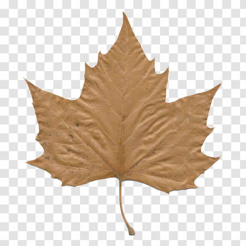Oak Tree Drawing - Silver Maple - Planetree Family Transparent PNG