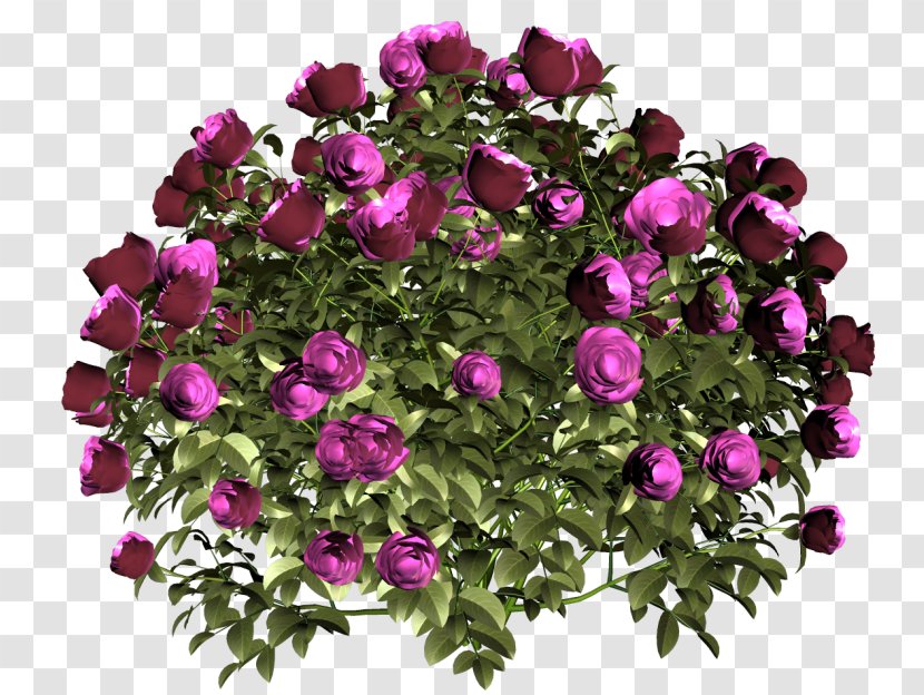Garden Roses Cut Flowers Petal - Cigarette - Rose Transparent PNG