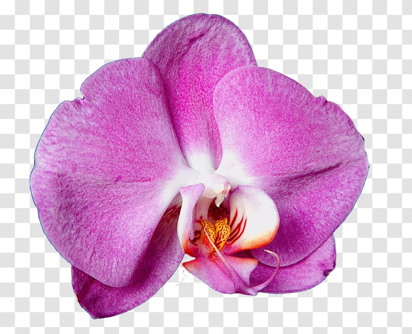 Moth Orchids Artificial Flower Cattleya Transparent PNG