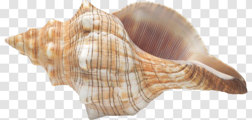 Conch Seashell Digital Image Clip Art Transparent PNG