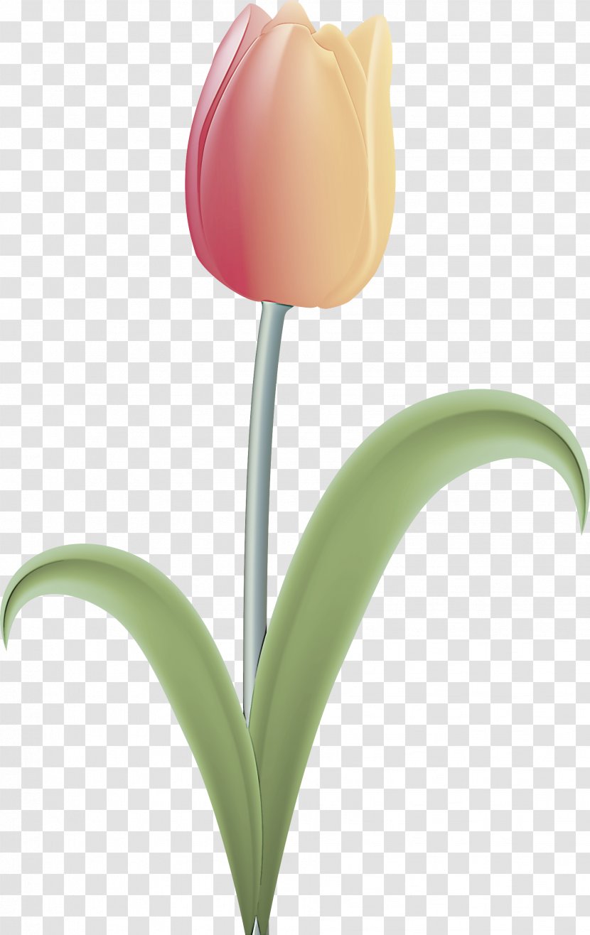 Tulip Flower Plant Petal Lily Family - Cut Flowers - Stem Transparent PNG