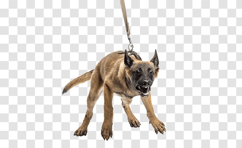 American Pit Bull Terrier Dog Training Aggression Leash Puppy - Kunming Wolfdog - Animalbites Transparent PNG