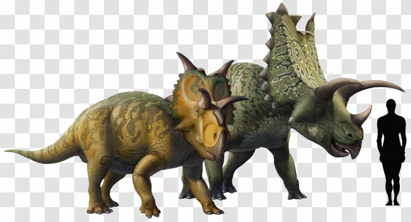 Pentaceratops Chasmosaurus Triceratops Ceratopsia Late Cretaceous - Terrestrial Animal Transparent PNG