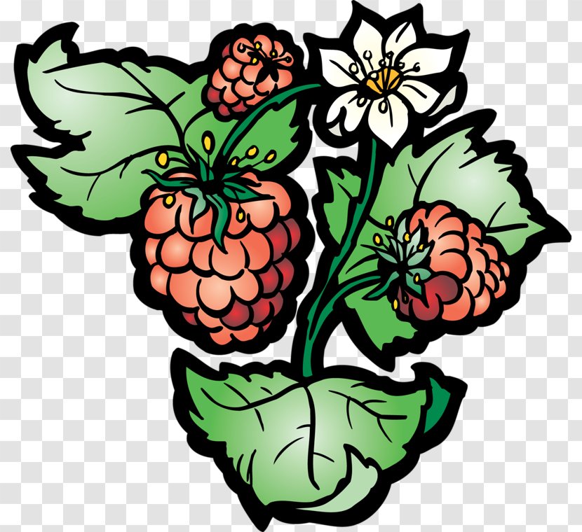 Grape Raspberry Clip Art - Grapevine Family - Hand-painted Strawberry Vine Transparent PNG