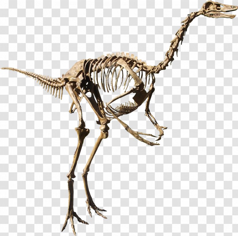 Struthiomimus Dinosaur Provincial Park Rocky Mountain Resource Center Gallimimus Archaeornithomimus - Extinction - Ostrich Transparent PNG
