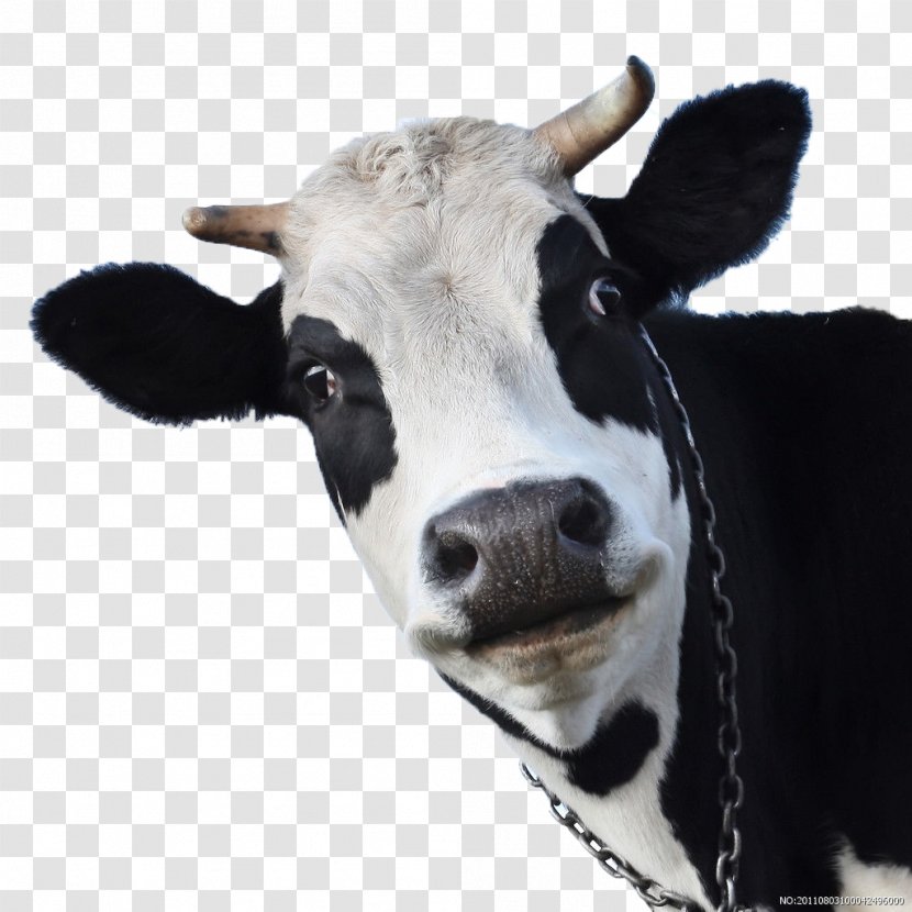 Holstein Friesian Cattle Cow Wallpaper Sheep Goat Android - Dairy Farming - Milk Cows Transparent PNG