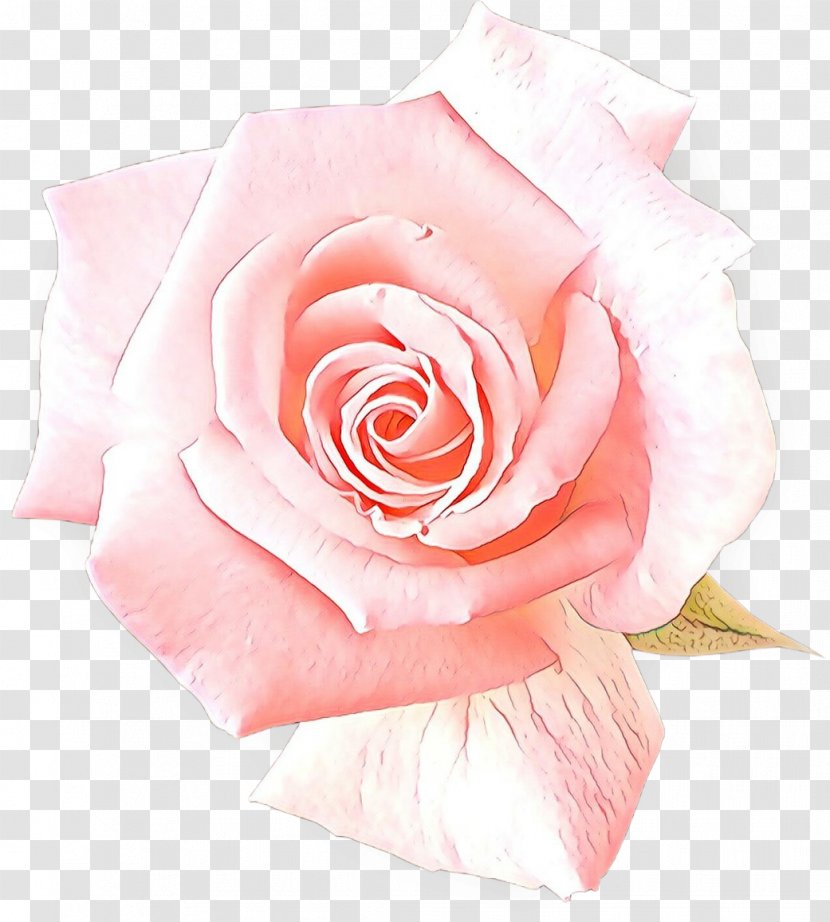 Garden Roses - Rose - Plant Floribunda Transparent PNG