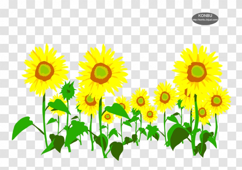 Common Sunflower Seed Europe - Email - 邀请函 Transparent PNG