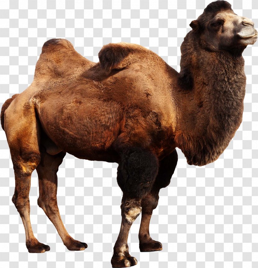 Wild Bactrian Camel Dromedary Stock Photography Camelops - Like Mammal Transparent PNG