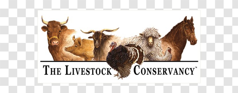 Dexter Cattle Faverolles Chicken Shorthorn The Livestock Conservancy - Goats - Nonprofit Organisation Transparent PNG