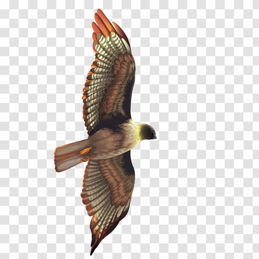 Bird Crows Hawk Eagle - Vector Flying The Transparent PNG