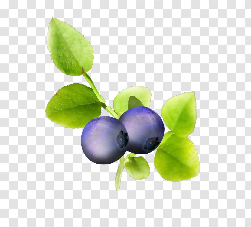 Bilberry Blueberry Violet Transparent PNG
