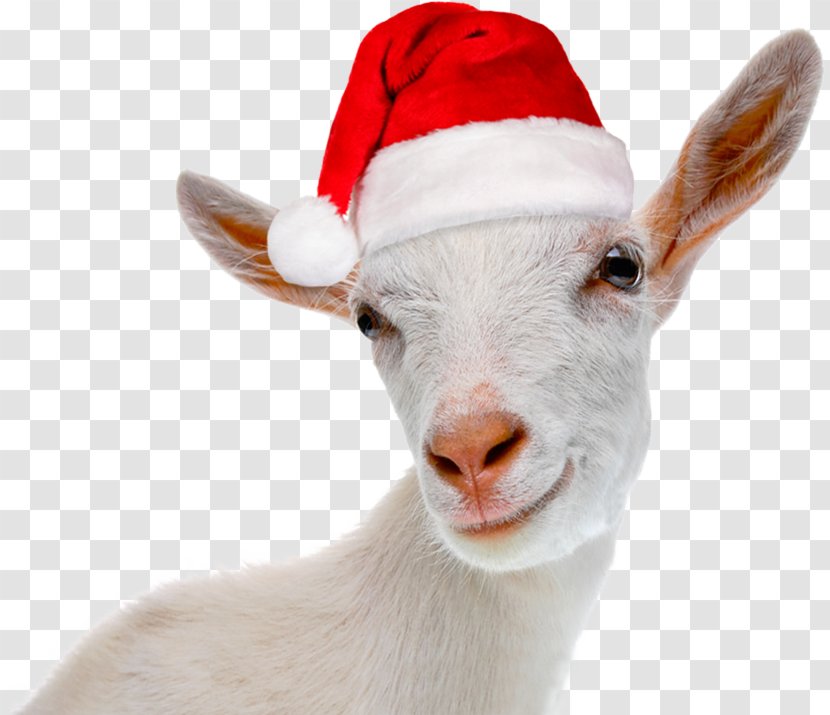 Yule Goat Christmas Card Greeting & Note Cards - Holiday Transparent PNG