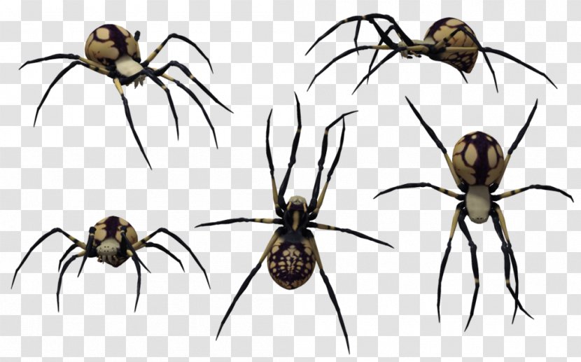 Redback Spider Southern Black Widow Web Clip Art Transparent PNG