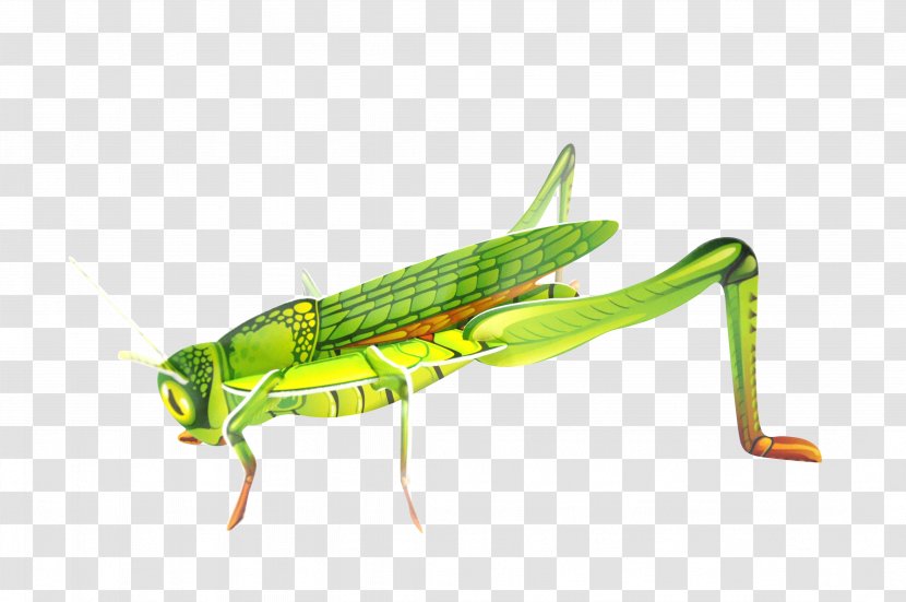 Grasshopper Locust Insect Sauterelle Le Géant De La Fête - Invertebrate - Ets BellierGrasshopper Transparent PNG