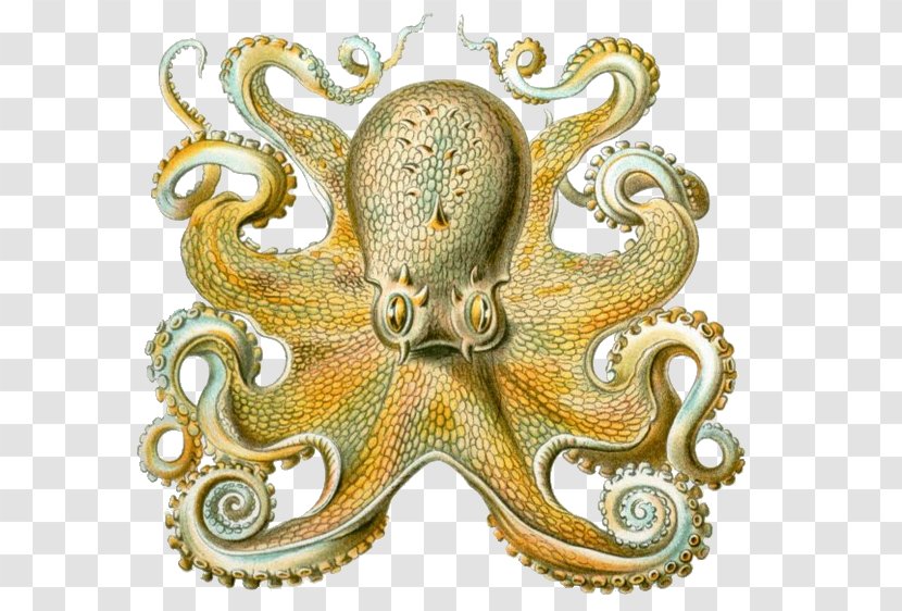Octopus Art Forms In Nature Squid Orchidae Cephalopod - Ernst Haeckel - Octapus Transparent PNG