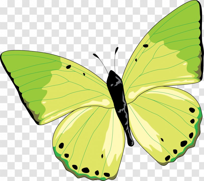 Clouded Yellows Monarch Butterfly Gossamer-winged Butterflies Moth - Discuz Transparent PNG