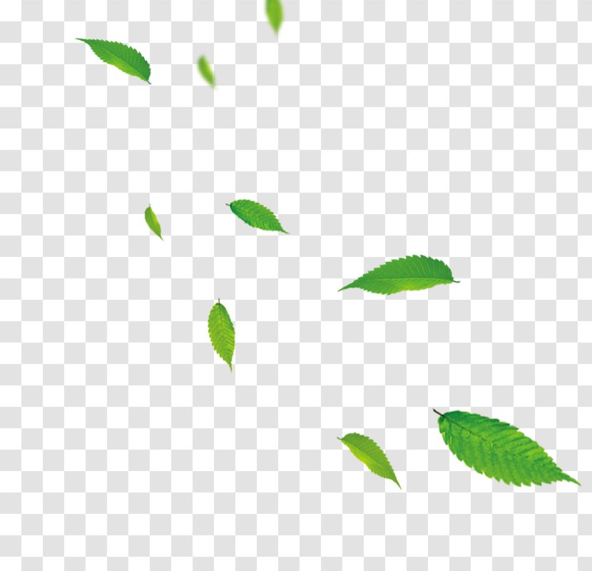 Leaf Green Download - Organism Transparent PNG