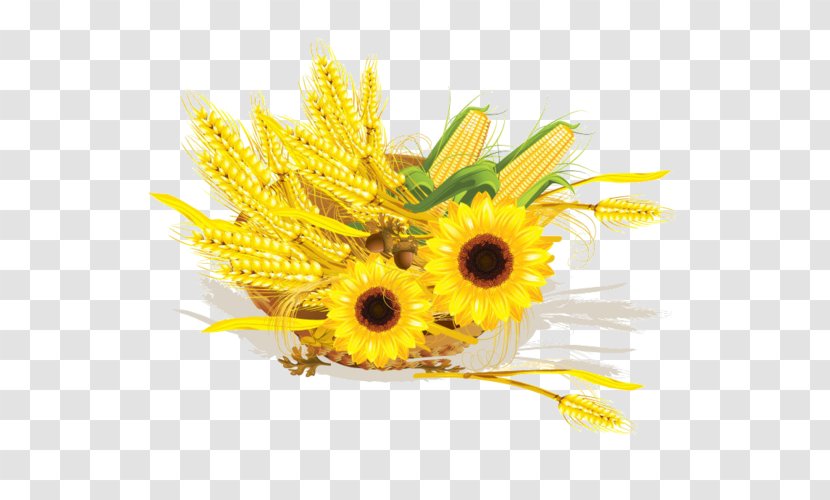 Common Sunflower Wheat Maize Cereal Corn On The Cob - Yellow Transparent PNG