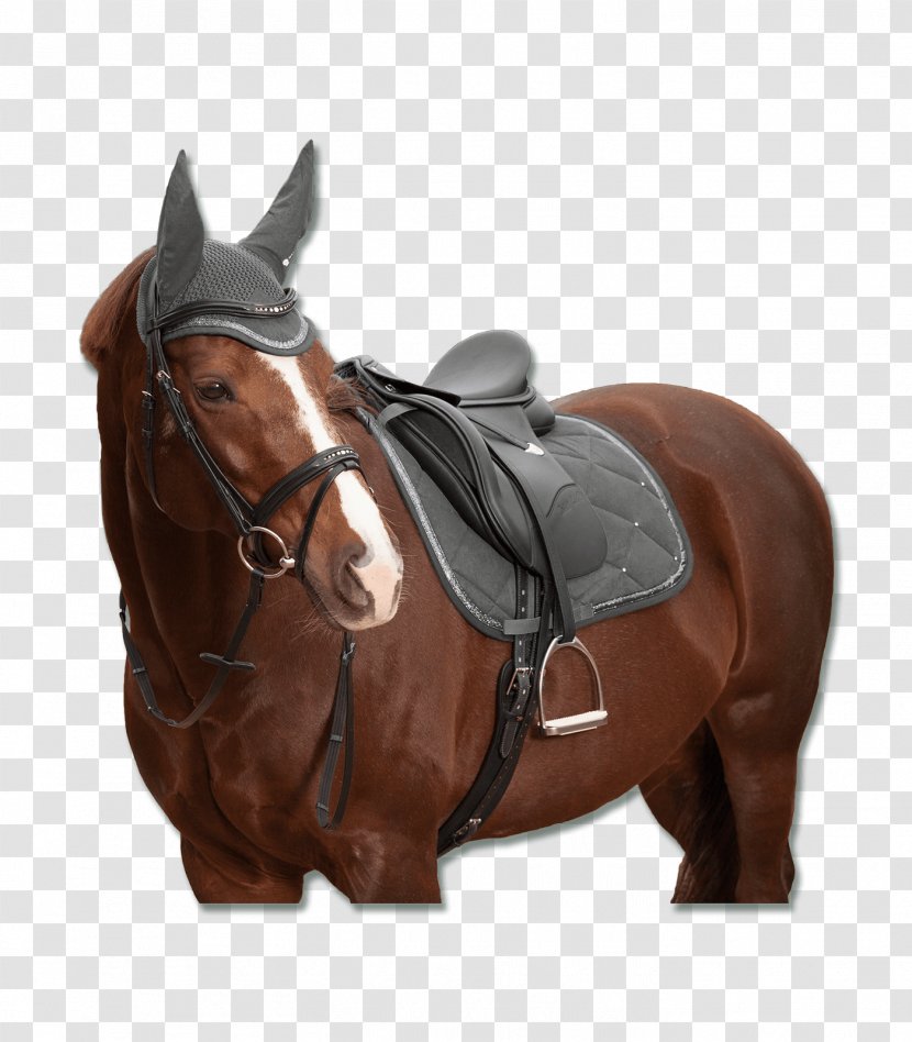Horse Bridle Shabrack Saddle Hunt Seat - Bit Transparent PNG