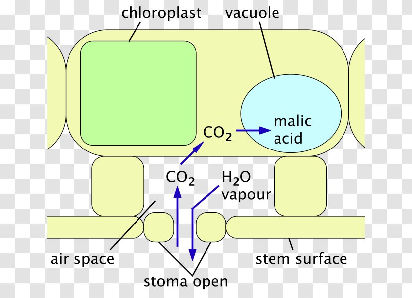 Cactaceae Plant - Organism - Water Vapour Transparent PNG