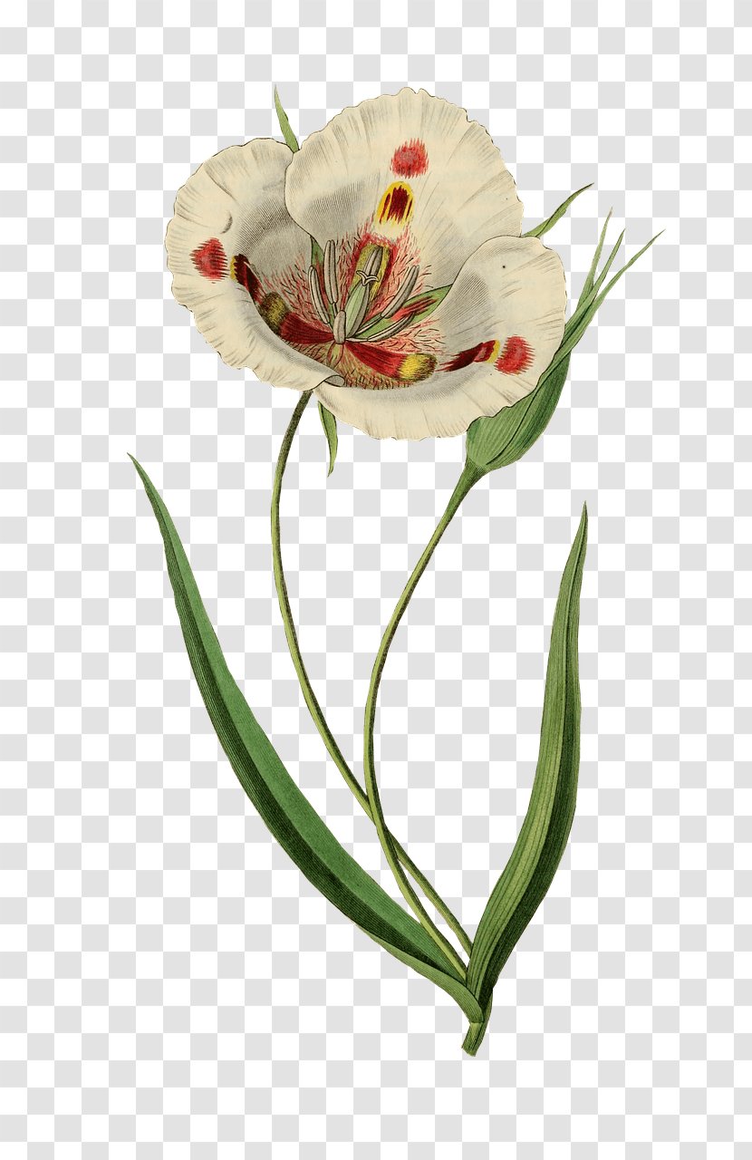 Watercolor Painting Art La Azucena Milagrosa Butterfly Mariposa Lily Transparent PNG