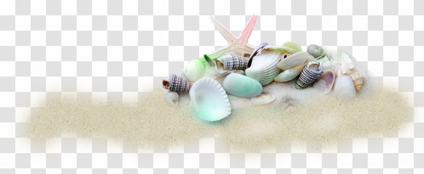 Seashell Beach Of La Concha Shell - Mollusc Transparent PNG