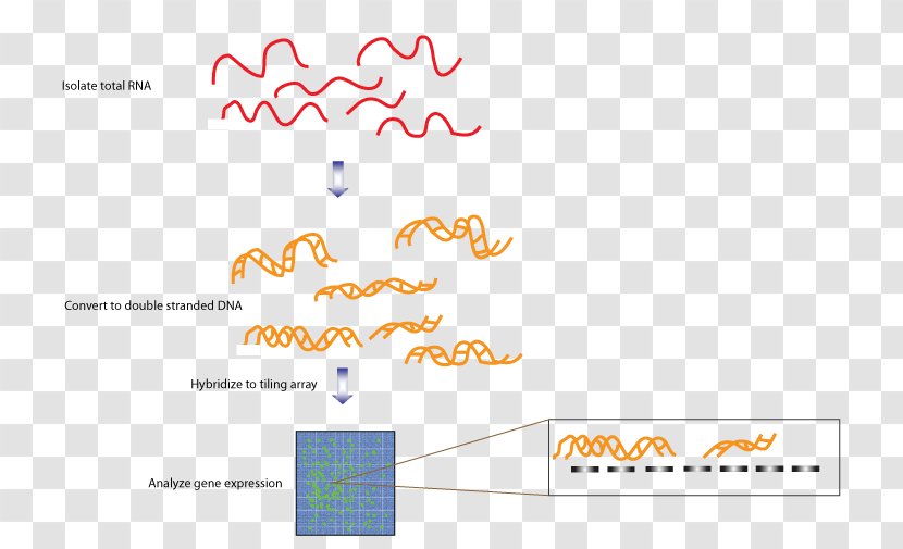 Tiling Array Transcriptome Sequencing RNA DNA - Dna - Text Transparent PNG