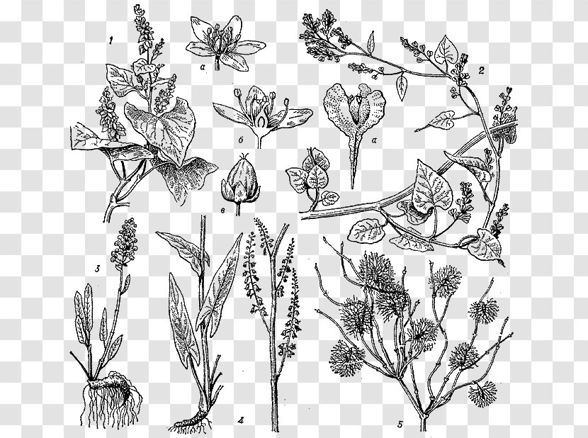 Insect Leaf Line Art Sketch - Character - Flora Transparent PNG