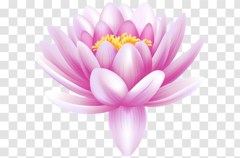 Water Lily Lilium Flower Nelumbo Nucifera Clip Art - Dahlia - Photos Transparent PNG