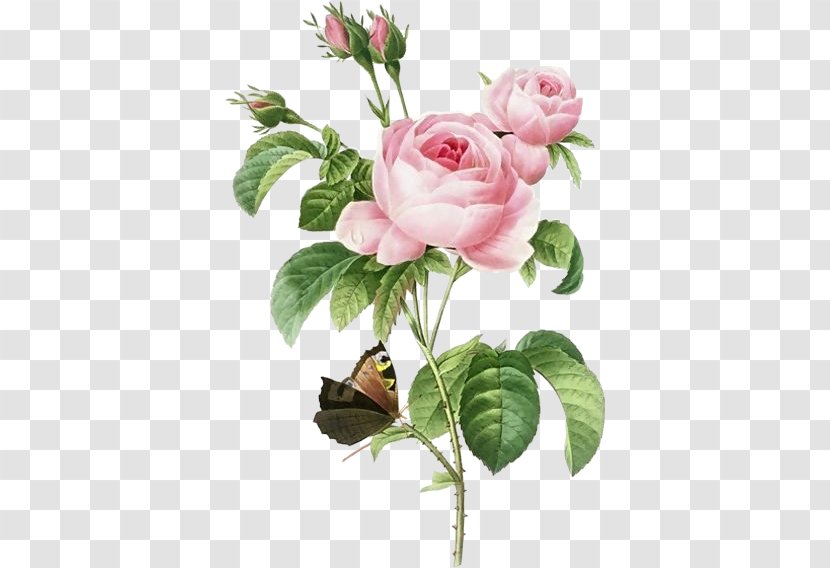 Pierre-Joseph Redoutxe9 (1759-1840) Rose Painting AllPosters.com Printmaking - Fine Art - Butterfly Transparent PNG