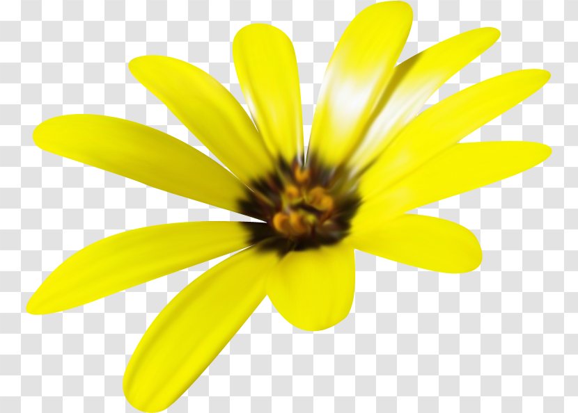 Yellow Honey Bee Flower Orange Transparent PNG