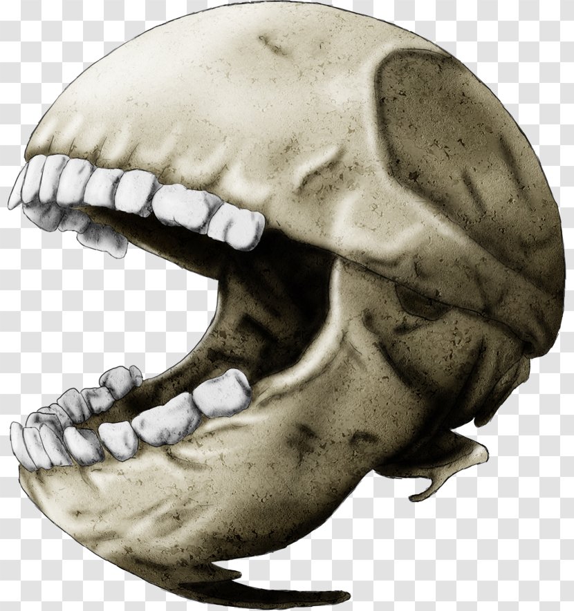 Snout Skeleton Jaw Skull Mouth Transparent PNG