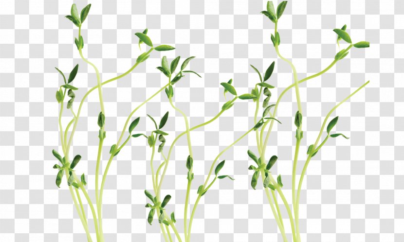 Snow Pea Sprouting Stock Photography Royalty-free - Tree - 3 Transparent PNG