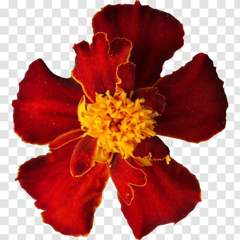 Flower Petal Royalty-free Marigold - Photography Transparent PNG