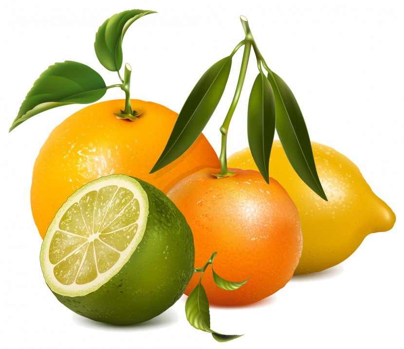 Juice Fruit Beverage Can Drink - Bitter Orange - Fruits Vector Transparent PNG