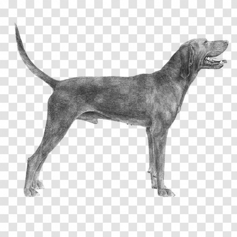 Plott Hound Redbone Coonhound English Foxhound Harrier American - Kennel Club Transparent PNG