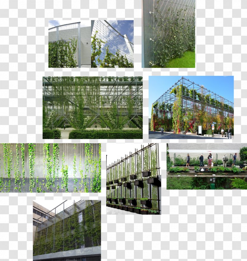MFO-Park Tree Urban Design Zurich Facade - Plant Transparent PNG