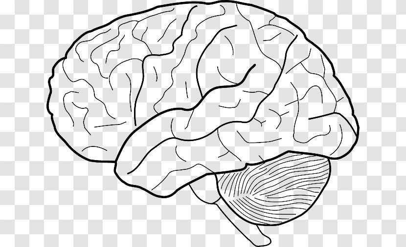 Clip Art Human Brain Drawing Image - Watercolor - Neuroscience Transparent PNG