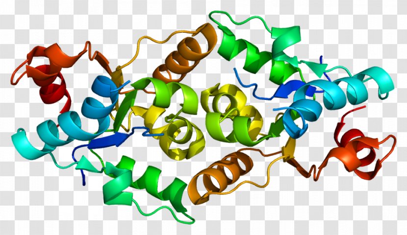 Interleukin-1 Family IL1RAPL1 Interleukin 1 Receptor, Type I Receptor - Gene Transparent PNG