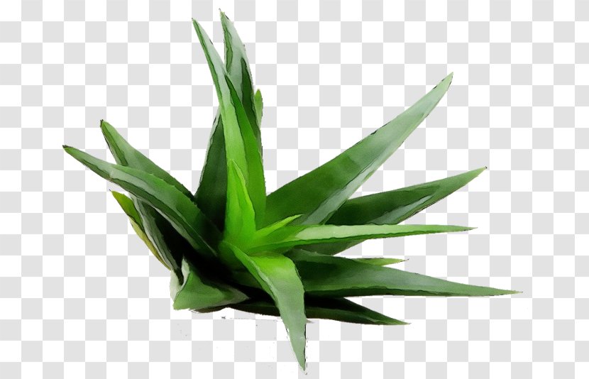 Aloe Vera Leaf - Aloes - Perennial Plant Succulent Transparent PNG