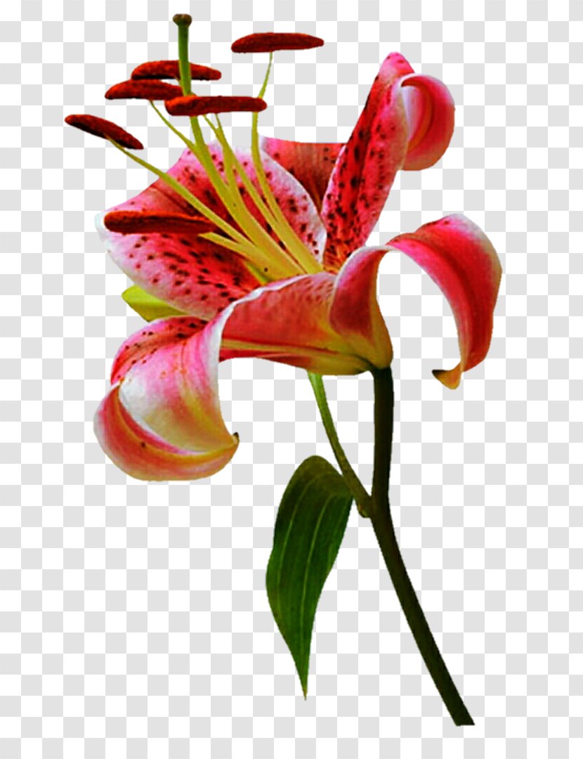 Orange Lily 'Stargazer' Flower Plant Stem Tiger - Madonna - Stargazer Png Pink Flowers Transparent PNG