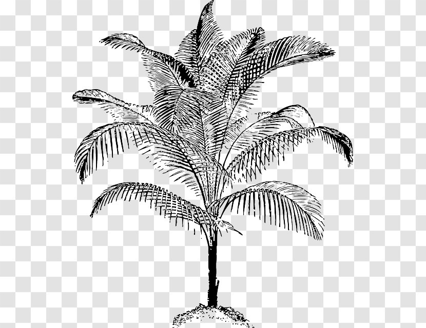 Arecaceae Coconut Clip Art - Date Palm Transparent PNG