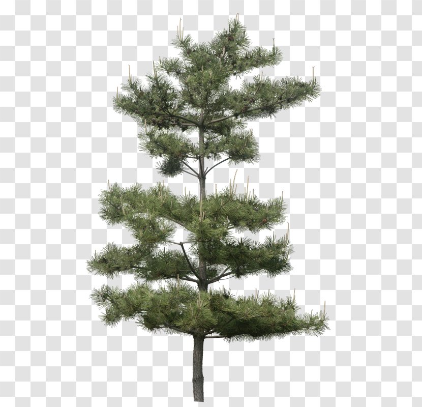 Tree Plant Pinus Thunbergii - Pine - Lw Transparent PNG